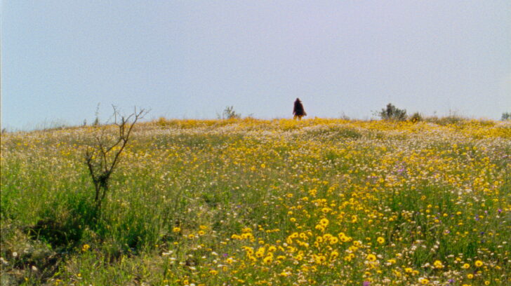 long grass and yellow flower field